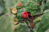 Ruby-topaz Hummingbirdborder=